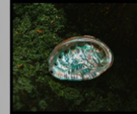 Abalone